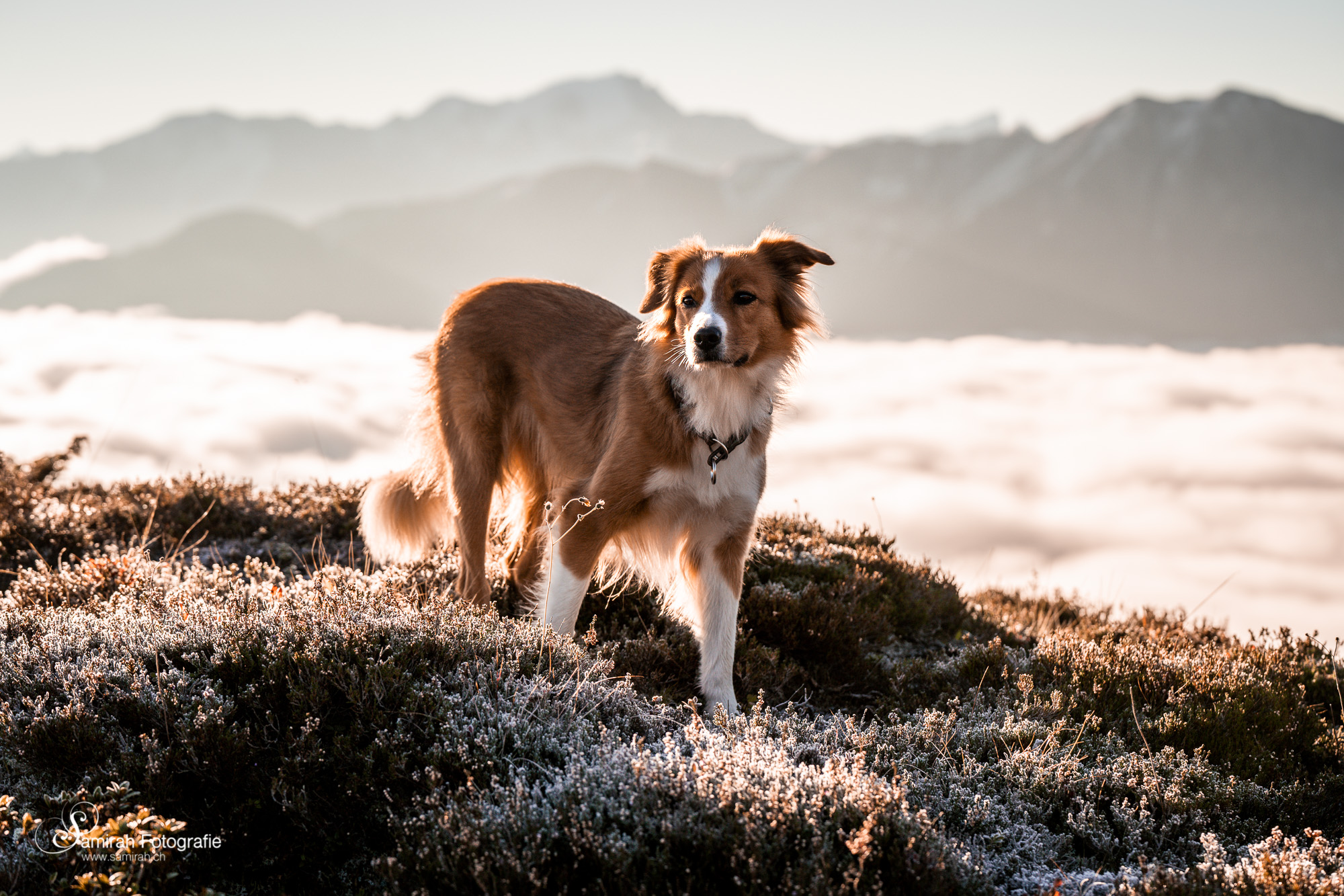 hunde-fotoshooting outdoor graubünden berg