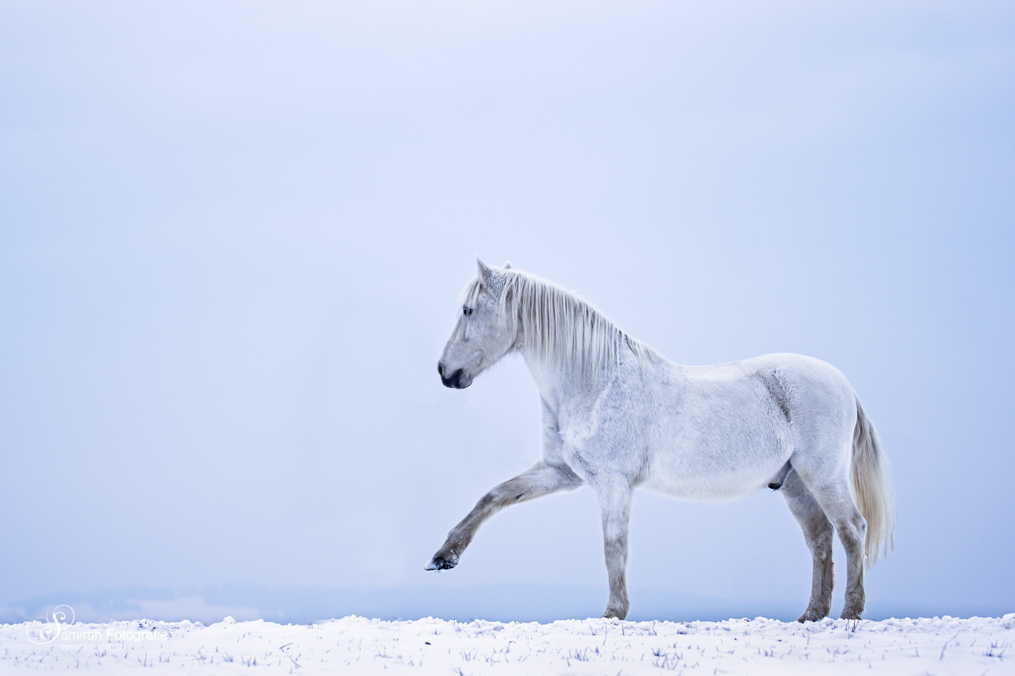 pferd glücksmoment fotoshooting graubünden samirah fotografie
