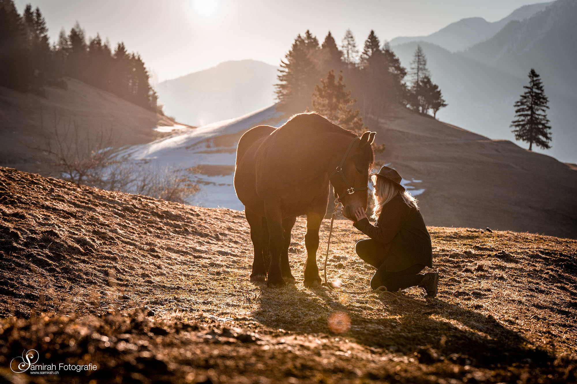 pferde fotoshooting kaltblut im sonnenaufgang