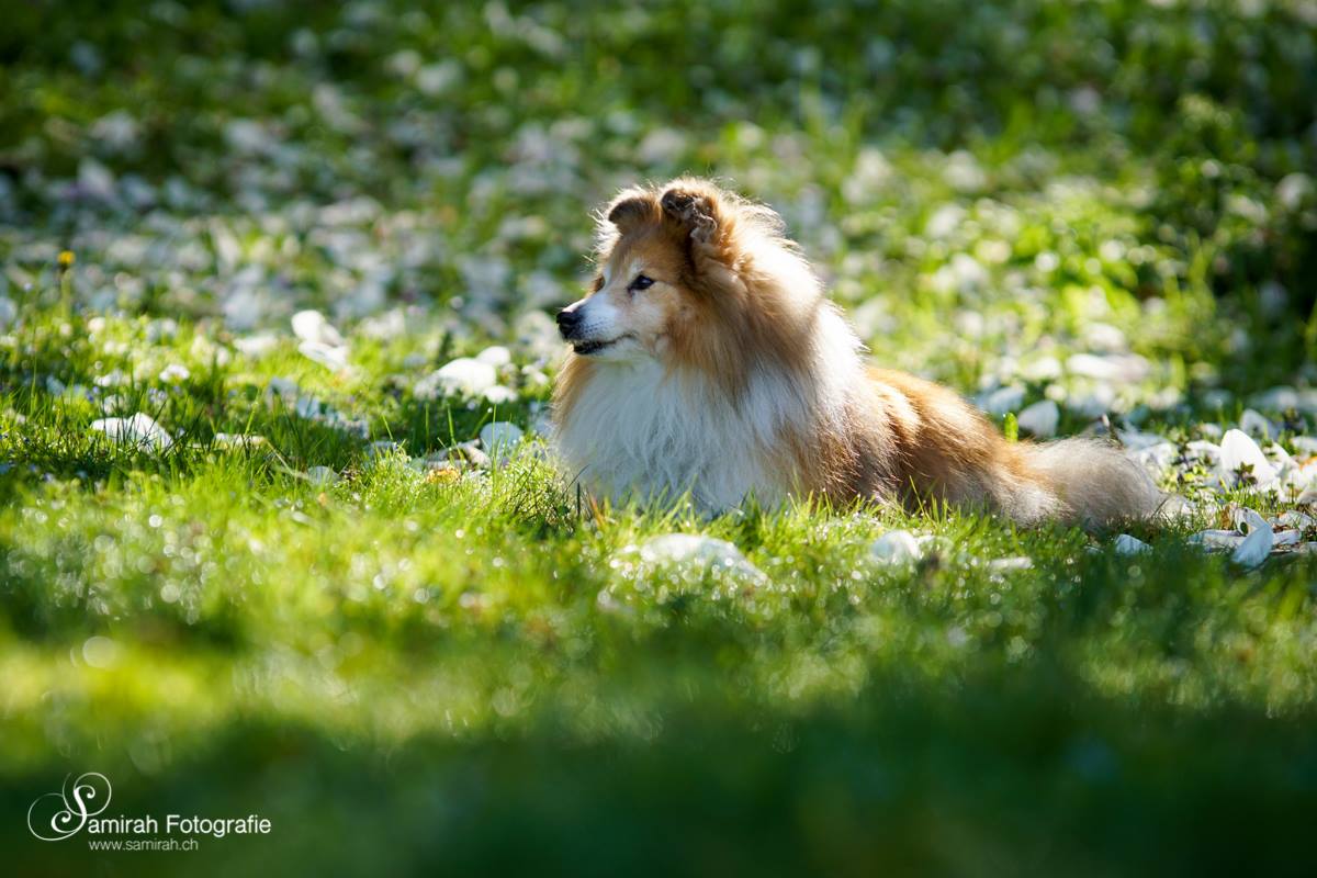Sheltie Hundefotoshooting Graubünden Frühling