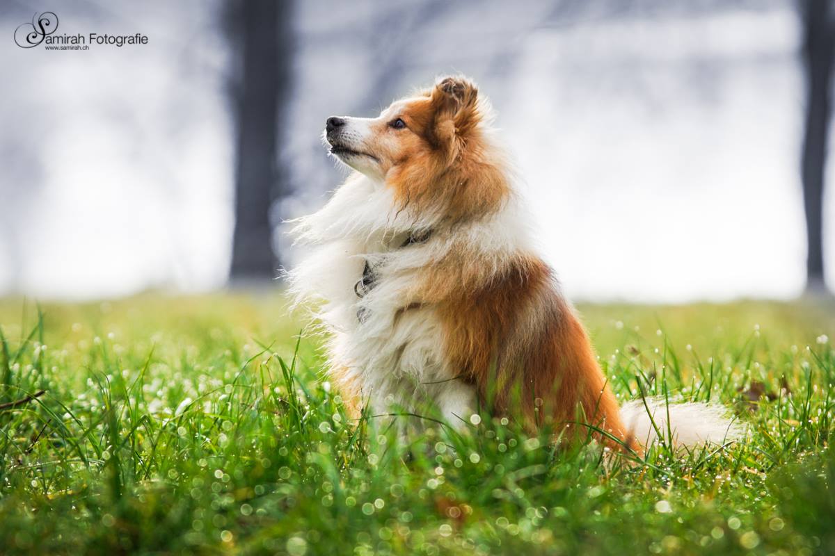 Sheltie Hundefotoshooting Graubünden